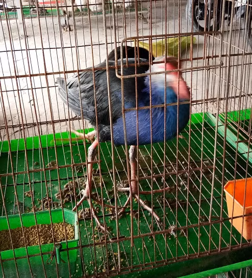 Chim Trích cồ loại lớn được bán với giá 1 triệu đồng/con.