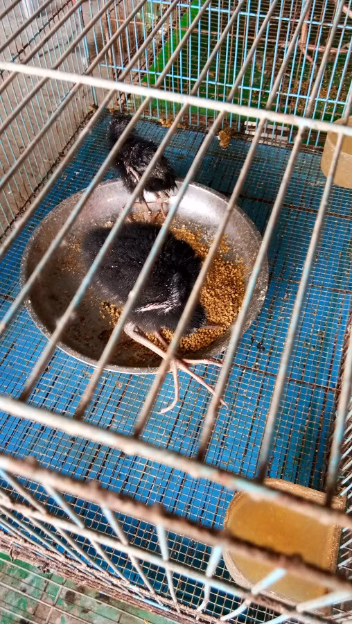 Chim Trích cồ (con non), là một loài chim quý hiếm, nhưng được bán tại đây cho những khách hàng chơi chim kiểng với giá 150 nghìn đồng/con.