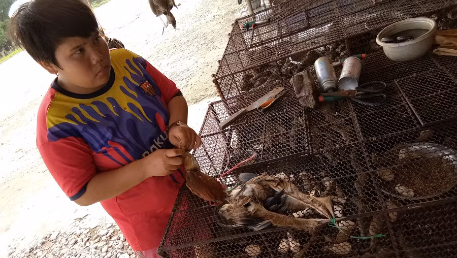 Một cậu bé đang nhổ lông chim để bán cho khách hàng...