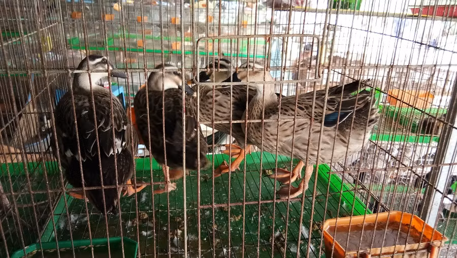 Vịt trời cũng được rao bán tập nập tại đây.