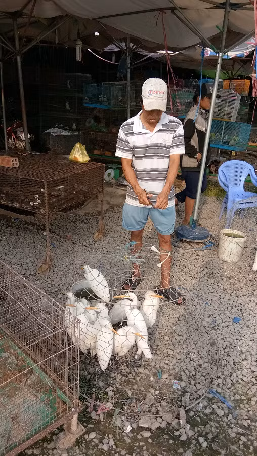 Cò có giá 50.000 đồng/con được nuôi "cầm hơi" bằng rắn bông súng để chờ khách Sài Gòn ghé mua.