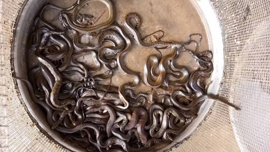 Các loại rắn cũng được bán rất nhiều tại chợ...