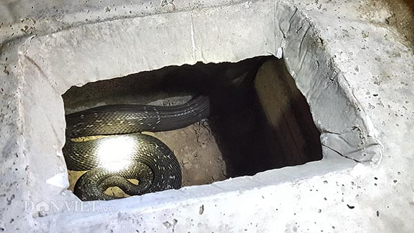 Một con rắn hổ mang cực độc sắp đẻ được anh Hoàng Minh Đức tách riêng ra một bể nuôi để chờ sinh sản.