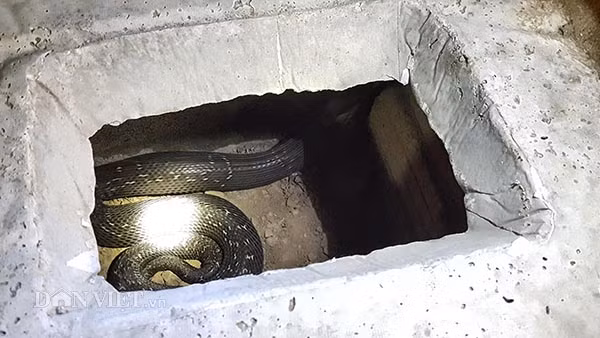 Một con rắn hổ mang cực độc sắp đẻ được anh Hoàng Minh Đức tách riêng ra một bể nuôi để chờ sinh sản.