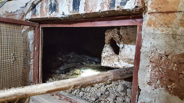 Một chuồng nuôi rắn tập trung anh Đức đang nuôi khoảng 20 -30 con mãng xà cực độc.