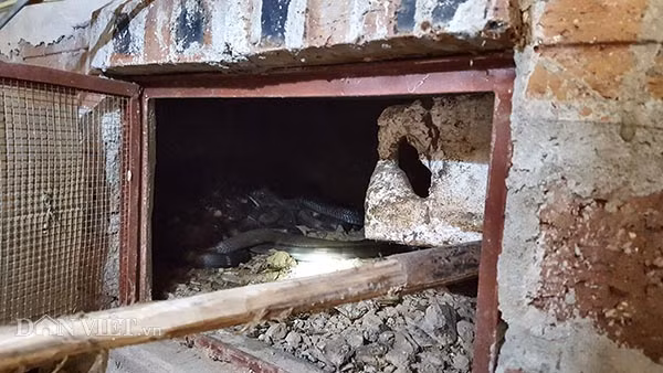 Một chuồng nuôi rắn tập trung anh Đức đang nuôi khoảng 20 -30 con mãng xà cực độc.