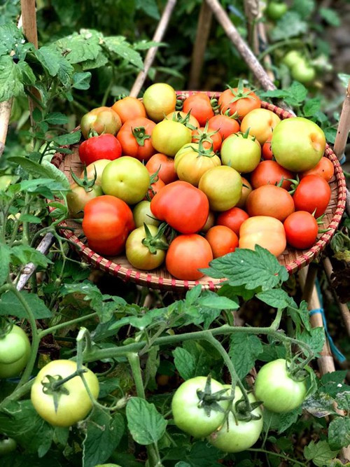 Mỗi lần về nhà, được hít thở bầu không khí trong lành từ khu vườn, thư giãn cùng người thân bên hồ mỗi sáng sớm, Dương cảm thấy như được nạp thêm năng lượng. Cô cũng thích được tự tay thu hoạch nông sản vườn nhà để biếu bạn bè.