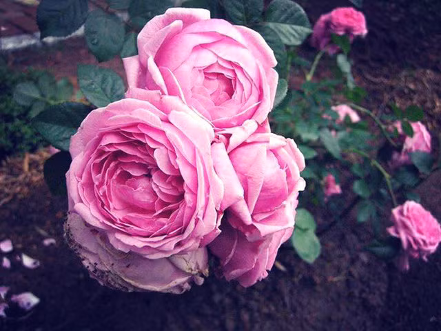 Nữ MC xinh đẹp cho biết khu đất có tổng diện tích 3.000 m2, trong đó nhà rộng 100 m2, còn lại là sân vườn. Ngôi nhà có hướng nhìn ra hồ, xung quanh là vườn cây trái, rau sạch và đồi hoa hồng thơm ngát.