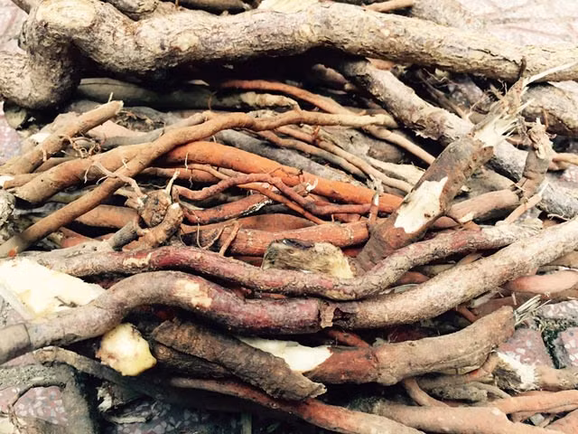 Kinh ngac cay sam "nho vo" cao hon noc nha san-Hinh-7