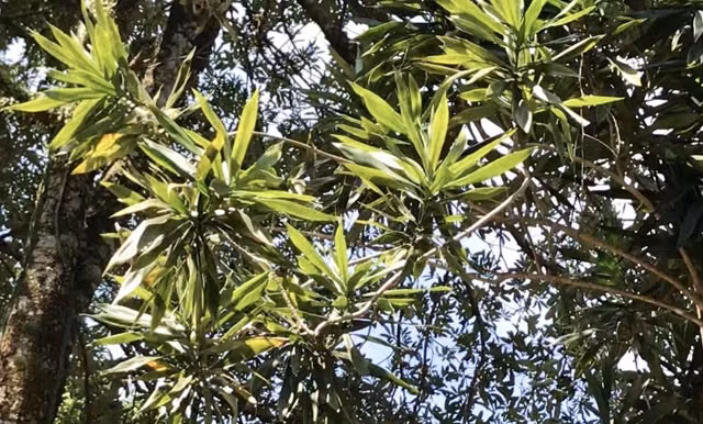 Kinh ngac cay sam "nho vo" cao hon noc nha san