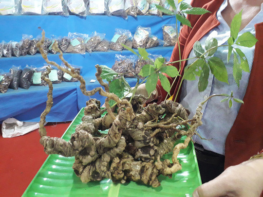 Củ sâm Ngọc Linh này được ra giá hơn 600 triệu đồng.