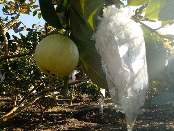 Cả khu vườn ổi tứ quý nhà bà Tuyến, cây nào cây nấy quả sai lúc lỉu.