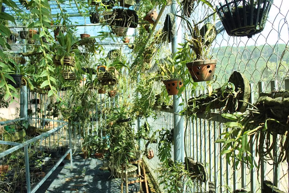 Một góc vườn lan bạc tỷ của anh Nguyễn Phương Đông.