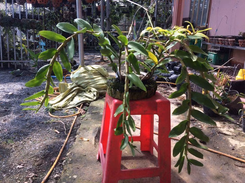 Giò lan Giả Hạc Xuân Di Linh có giá bán 40 triệu đồng của anh Đông sẽ nở hoa vào dịp tết Nguyên Đán này.