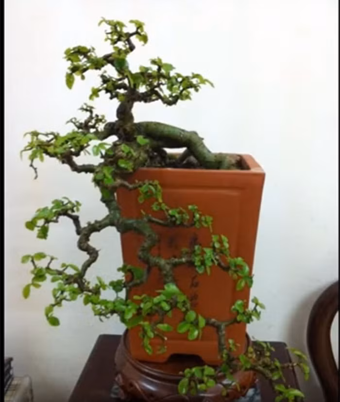 Thì duối bonsai cũng được giới sành chơi cây Việt rất chuộng vì nó mang vẻ đẹp rất riêng.