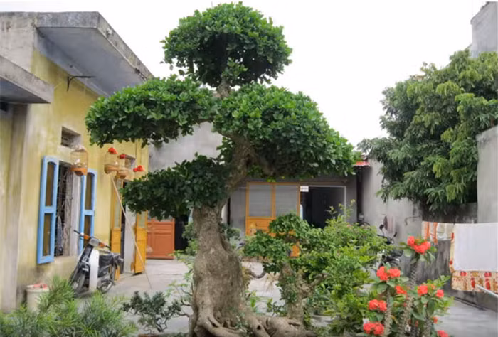 Do là loại cây lâu năm nên nó được trồng với ý nghĩa trấn phong thủy, mang lại may mắn cho gia chủ.