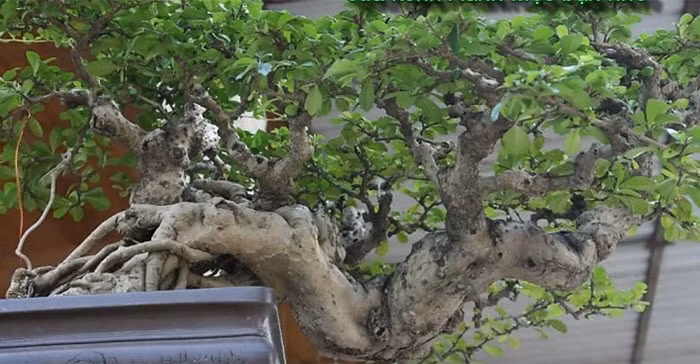 Với những cây nhỏ, chúng thường được tạo dáng đẹp để trồng vào chậu nhằm trang trí sân vườn.