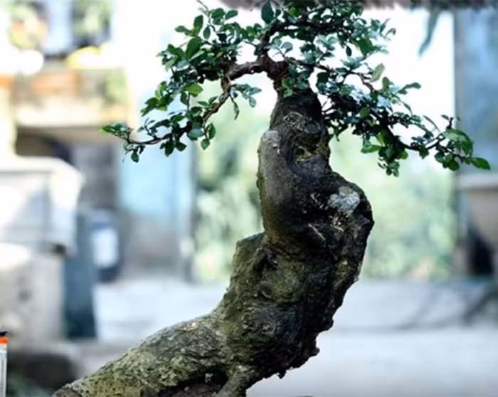 Ưu điểm nổi trội của cây duối là thân mềm nên dễ uốn và tạo thế.