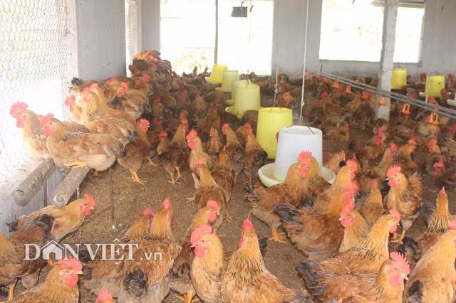 Trong các chuồng gà đều có hàng tre treo lửng. Anh Hoàng Công Điền cho biết, đây là nơi những con gà yếu hơn, nhỏ hơn khi bị con khác trong đàn tấn công thì nhảy lên để tránh đòn, gà sẽ đỡ bị thương tích.