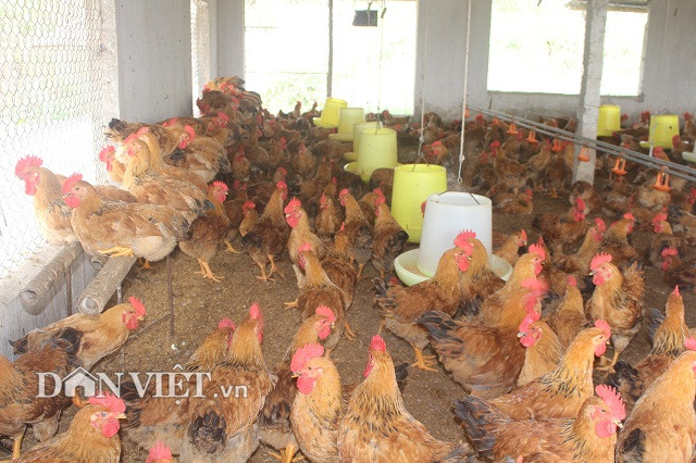 Trong các chuồng gà đều có hàng tre treo lửng. Anh Hoàng Công Điền cho biết, đây là nơi những con gà yếu hơn, nhỏ hơn khi bị con khác trong đàn tấn công thì nhảy lên để tránh đòn, gà sẽ đỡ bị thương tích.