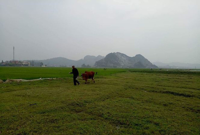 Người dân Thiệu Dương phải đóng 100.000 đồng phí đồng cỏ và 300.000 đồng tiền thế chấp/năm mới được chăn trâu bò ra đồng. Ảnh: Hoàng Lam.