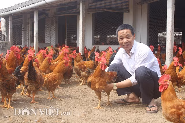 Là một trong những hộ đầu tiên nuôi gà trên cát và có quy mô nuôi gà lớn nhất xã nên biệt danh “Điền gà” gắn với anh Hoàng Công Điền hơn chục năm nay. Trại gà thịt Điền Liễu nằm ven đê sông Luộc của anh Điền “gà” rộng 11.000 m2, trong đó diện tích chuồng gà là 3.000 m2. Bình quân, mỗi năm anh Điền nuôi 80.000 con gà ri lai, chia làm 3 lứa/năm, mỗi lứa nuôi 25.000 – 30.000 con.