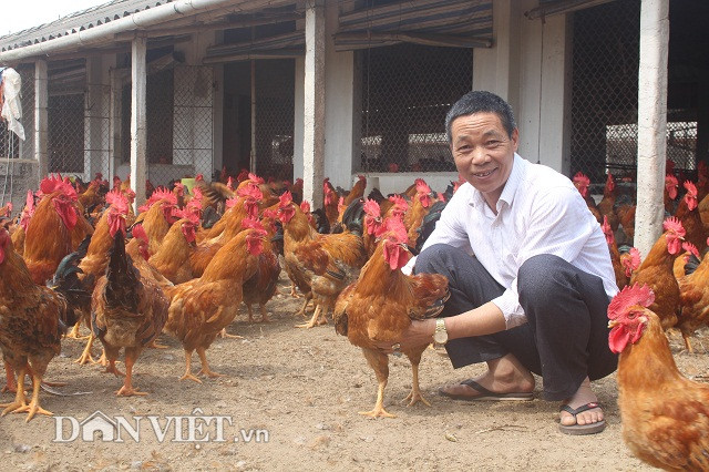 Là một trong những hộ đầu tiên nuôi gà trên cát và có quy mô nuôi gà lớn nhất xã nên biệt danh “Điền gà” gắn với anh Hoàng Công Điền hơn chục năm nay. Trại gà thịt Điền Liễu nằm ven đê sông Luộc của anh Điền “gà” rộng 11.000 m2, trong đó diện tích chuồng gà là 3.000 m2. Bình quân, mỗi năm anh Điền nuôi 80.000 con gà ri lai, chia làm 3 lứa/năm, mỗi lứa nuôi 25.000 – 30.000 con.