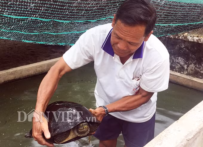 Lao nong mien Tay nuoi hang tram con rua “khung”