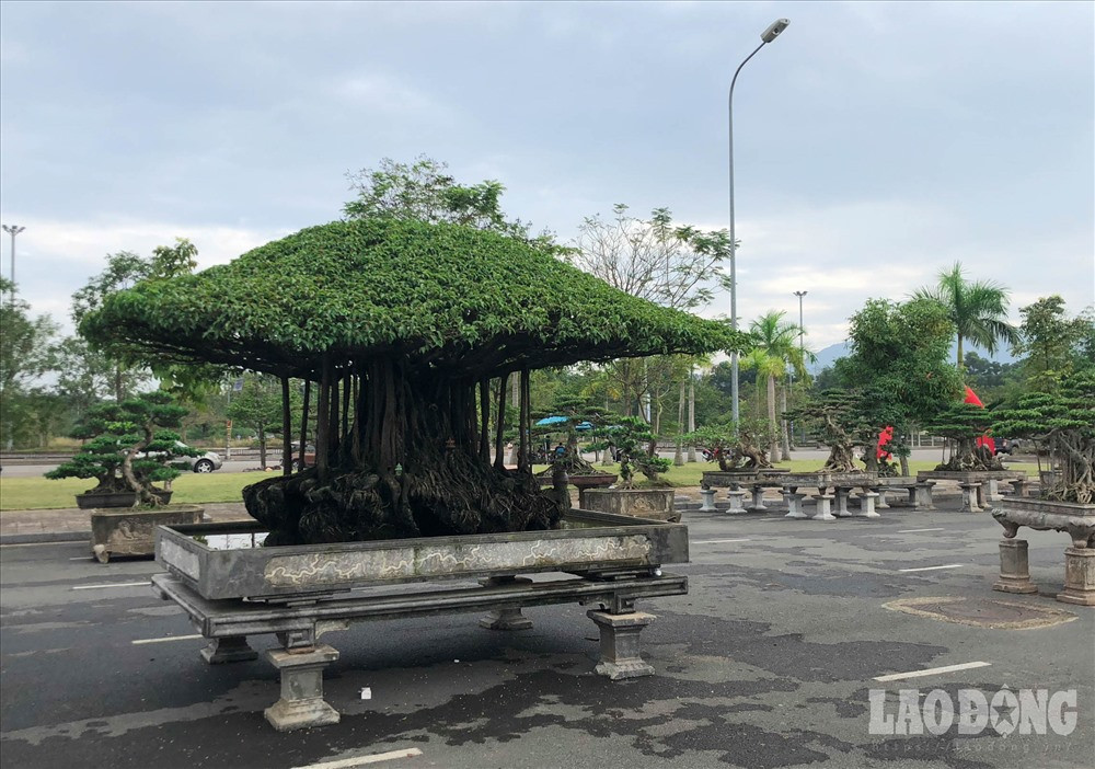 Chiều cao cả chậu là hơn 2m, tán rộng hơn 4m.