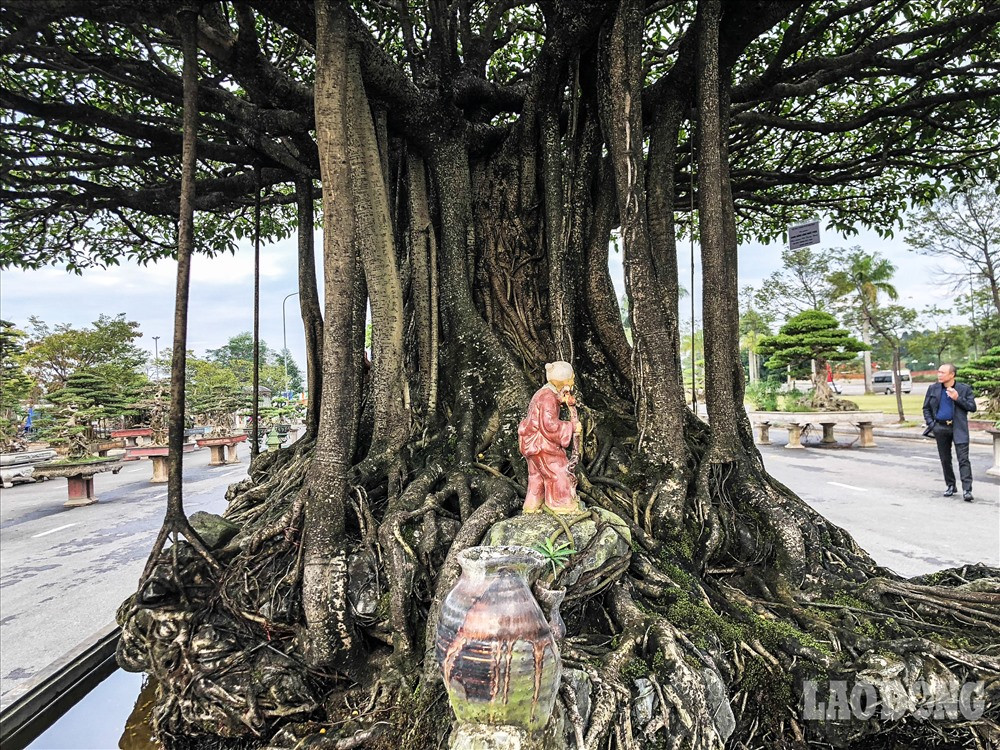 Rễ cây xù xì biến dạng, lẫn vào đá; tay cành, dăm chi gân guốc thể hiện sự phong trần...