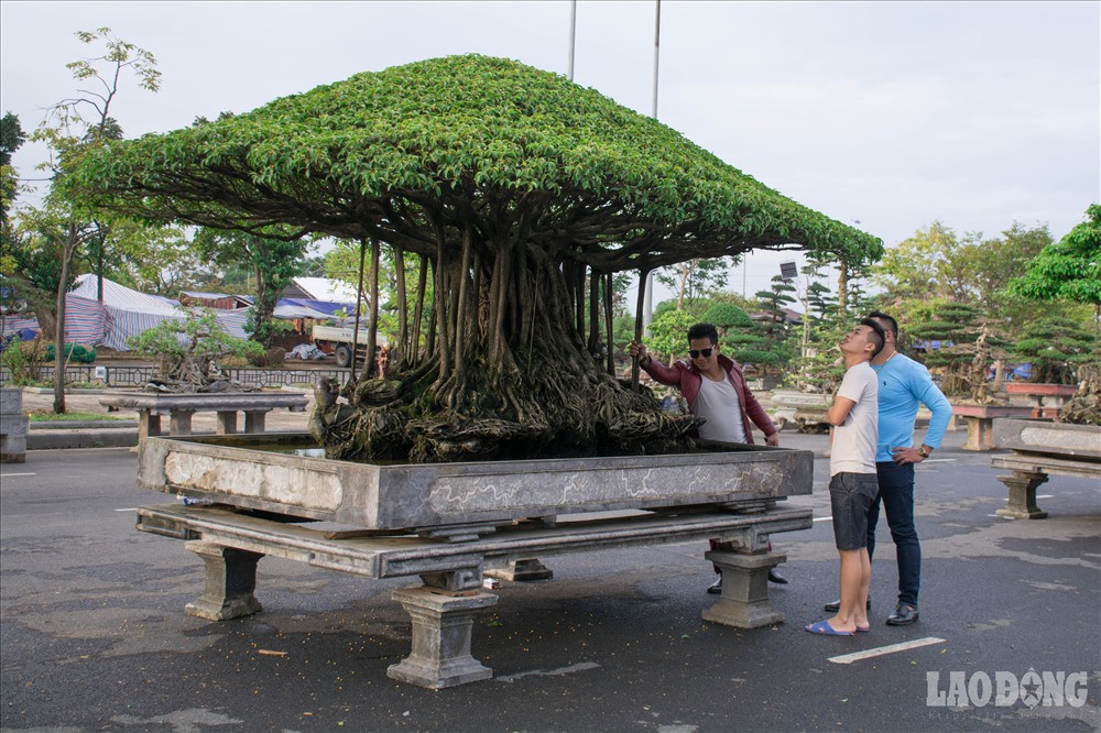 Vẻ đẹp phong trần của "Nhất Tọa Kinh Thiên "thu hút rất nhiều người chiêm ngưỡng.