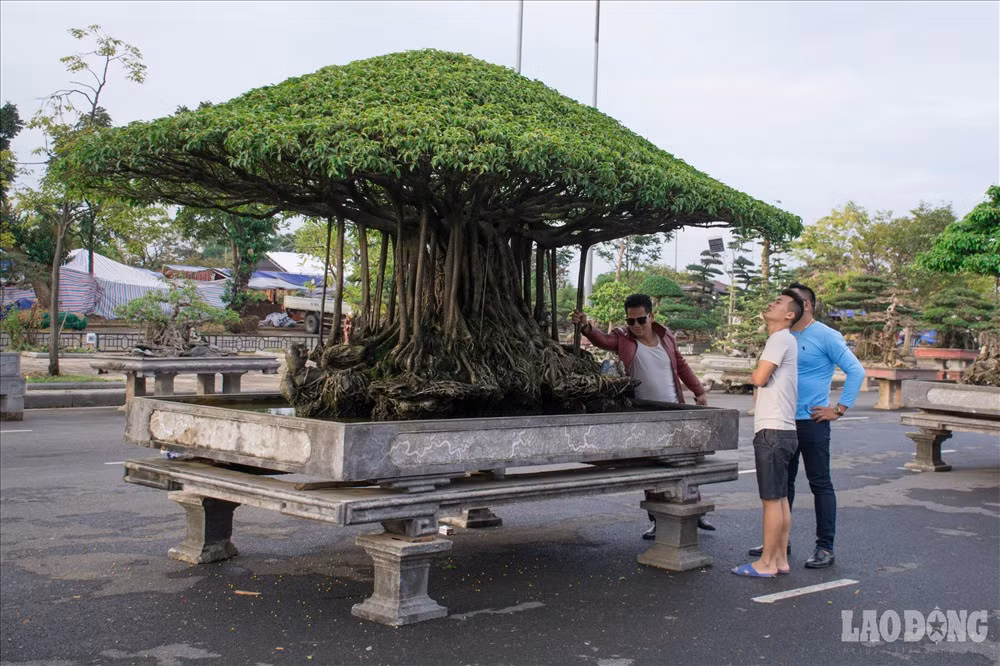 Vẻ đẹp phong trần của "Nhất Tọa Kinh Thiên "thu hút rất nhiều người chiêm ngưỡng.