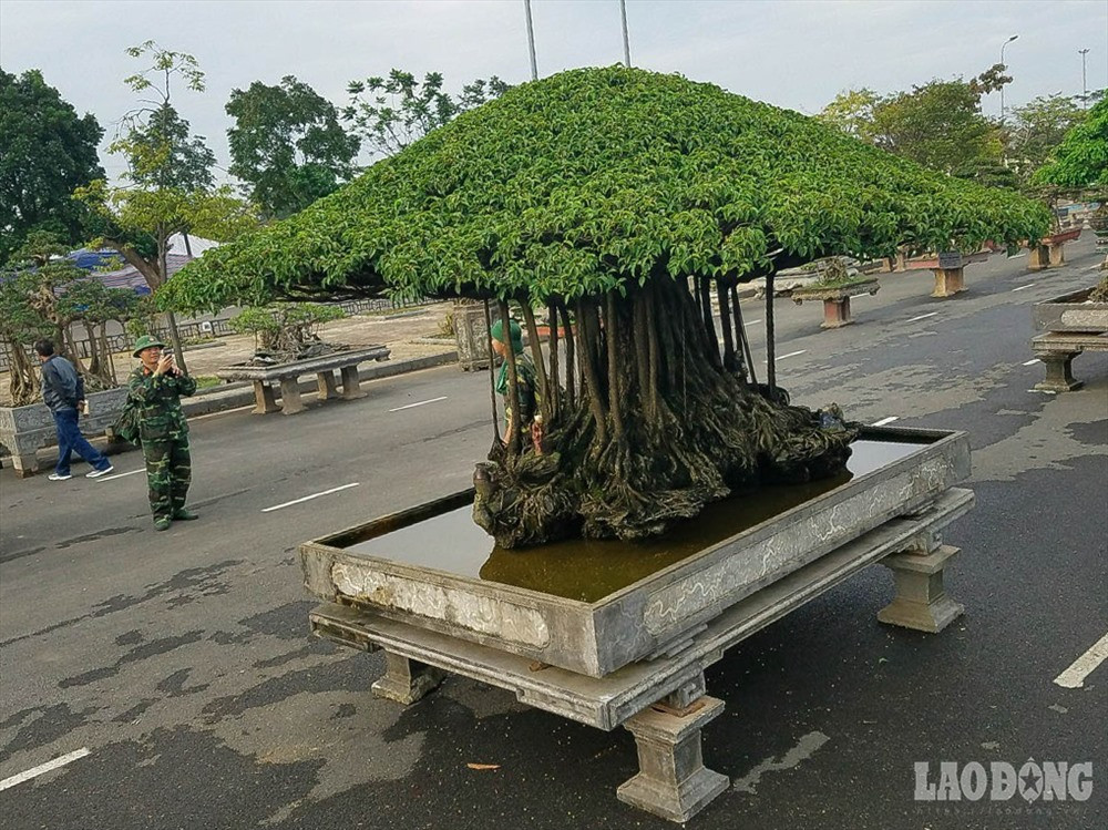 Tuy có vẻ già cỗi nhưng lá cây vẫn xanh mướt, mọc xum xuê.