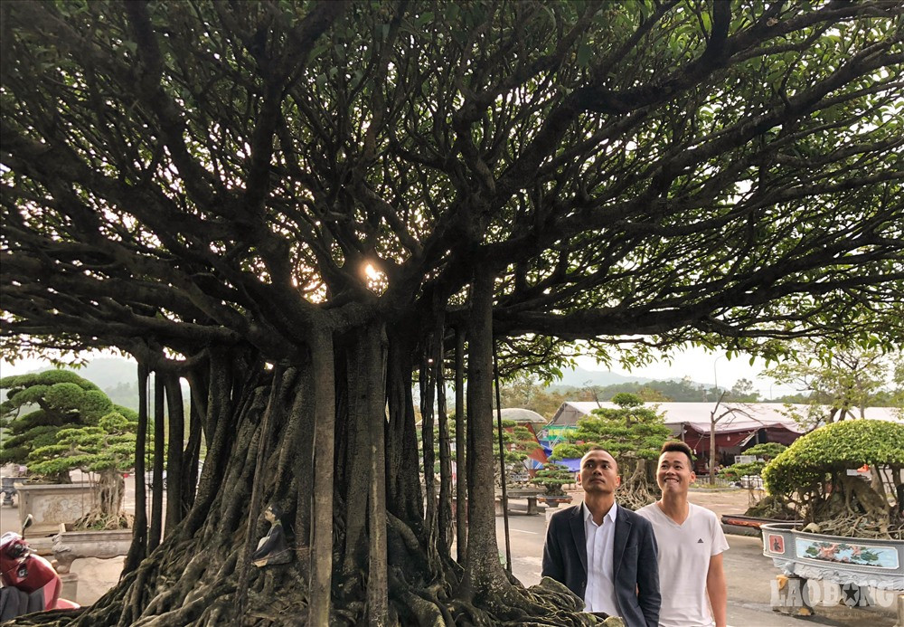 Từng được định giá 5 tỉ đồng, siêu cây được trưng bày tại triển lãm sinh vật cảnh Việt Nam trong khuôn khổ Tuần "Đại đoàn kết các dân tộc - Di sản văn hóa Việt Nam" năm 2018, tổ chức tại làng Văn hóa các Dân tộc Việt Nam (Đồng Mô, Sơn Tây, Hà Nội).