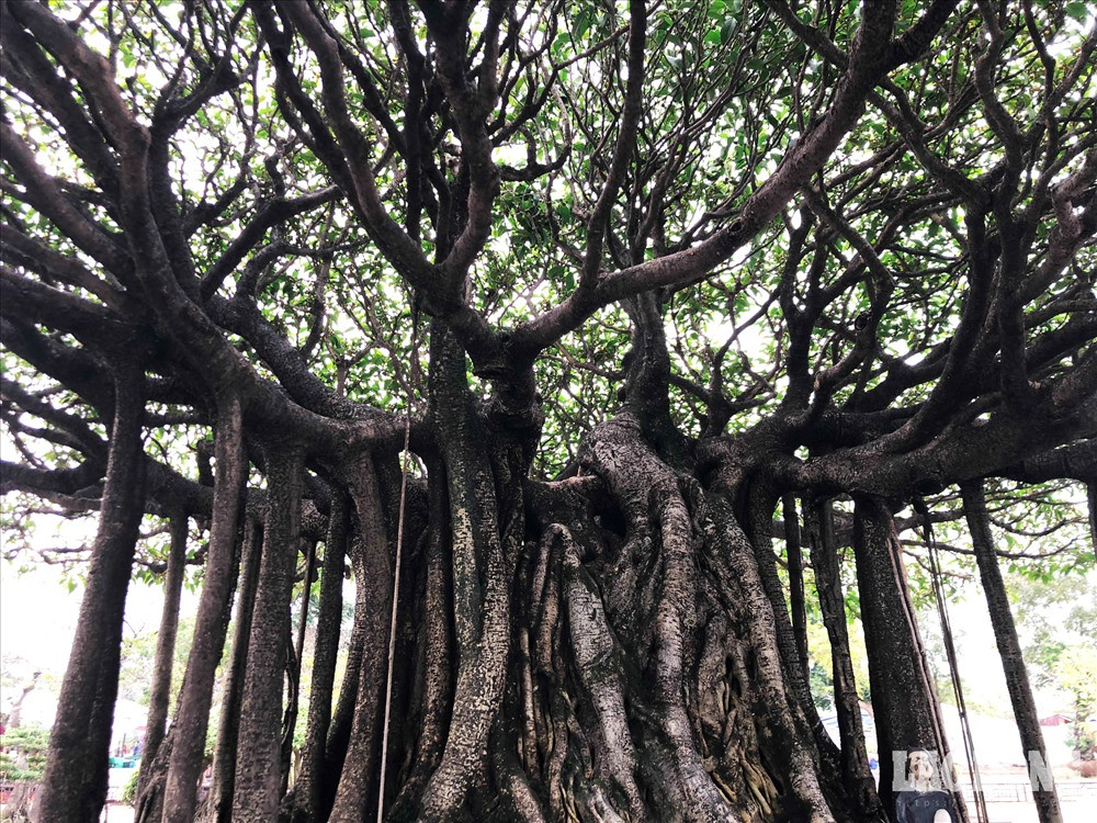 Chủ nhân "siêu cây sanh" này chia sẻ: "Nhất Tọa Kinh Thiên" được làm có "Thế" và "Thần". Thế của cây là thế đại thụ, phần rễ của cây nhìn y như rễ của cây đa. Với tên gọi khác là "Dáng làng Nhất Phúc", cây sanh này tượng trưng như một cây đa cổ thụ, biểu tượng thường thấy ở những làng quê Việt Nam.