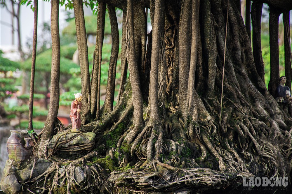 Sở hữu vẻ ngoài mang dấu ấn của năm tháng được thể hiện rất rõ qua màu vỏ mốc meo, thân u cục của cây sanh cổ này.