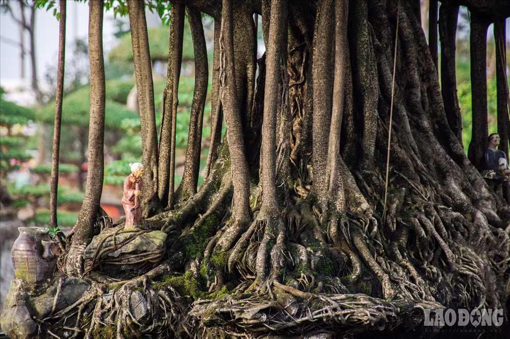 Sở hữu vẻ ngoài mang dấu ấn của năm tháng được thể hiện rất rõ qua màu vỏ mốc meo, thân u cục của cây sanh cổ này.