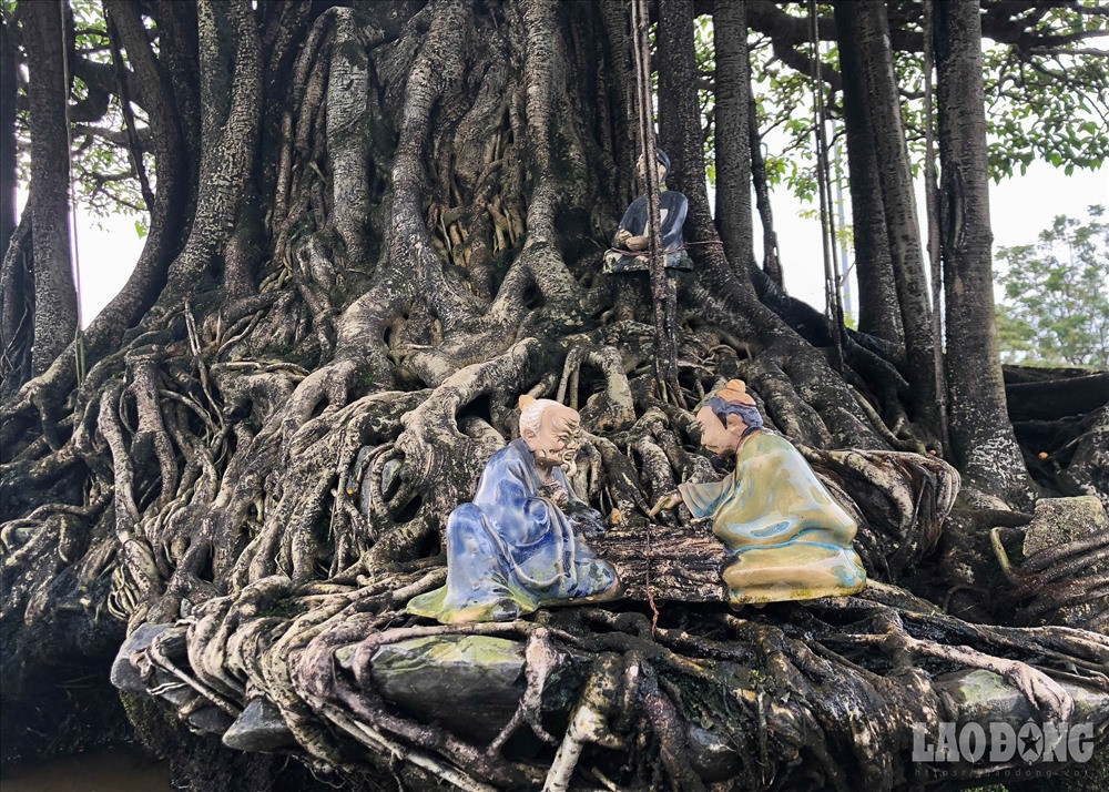 Cây sanh cảnh có tuổi đời hơn 100 năm, bộ rễ vững chắc, lan ra như suối nước.