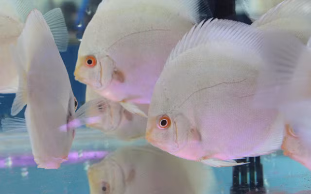 Soi nhung san vat "di" gia chat lan dau xuat hien-Hinh-2