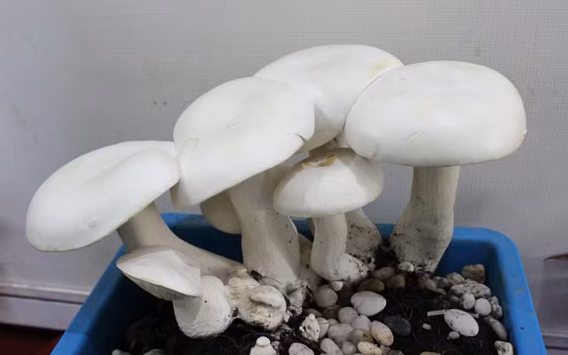 Soi nhung san vat "di" gia chat lan dau xuat hien-Hinh-10