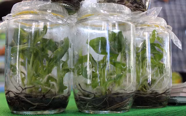 Soi nhung san vat "di" gia chat lan dau xuat hien-Hinh-7