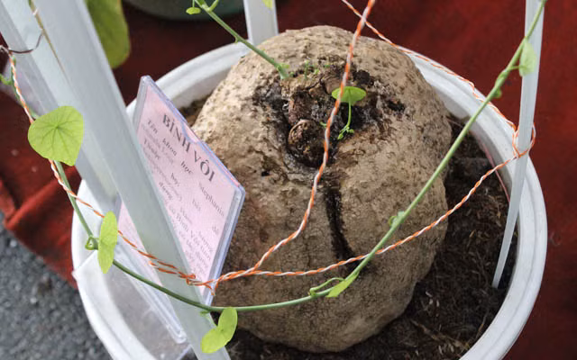 Soi nhung san vat "di" gia chat lan dau xuat hien-Hinh-9