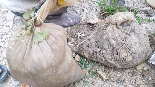 Kiem tien “de ot” nho gia cua dong sot xinh xich-Hinh-9