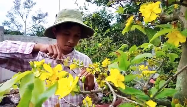 Anh Trần Quốc Thái loại bỏ những bông hoa trên cây để nuôi các nụ nhỏ còn lại cho dịp Tết. Ảnh: Ngọc An.