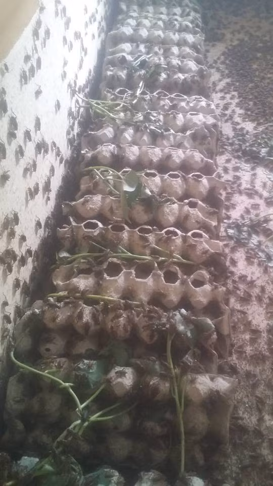 Hot 1 trieu dong/ngay nho nuoi con "keu ri ra ca dem"-Hinh-4