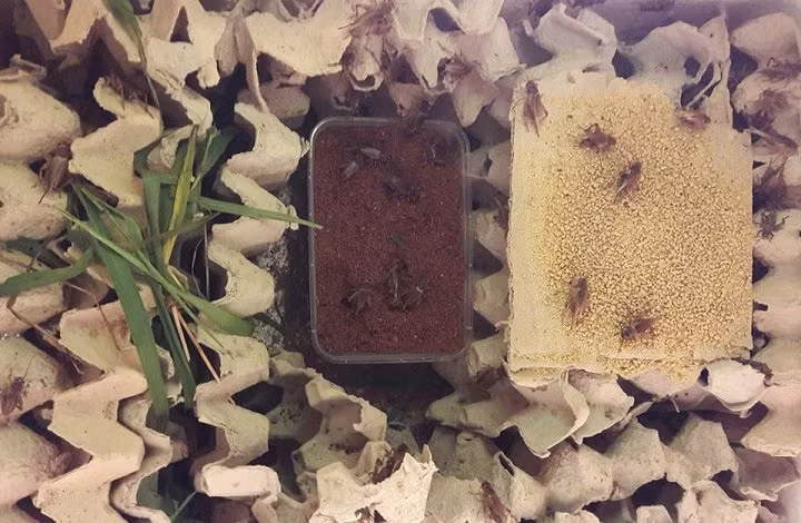 Hot 1 trieu dong/ngay nho nuoi con "keu ri ra ca dem"-Hinh-2