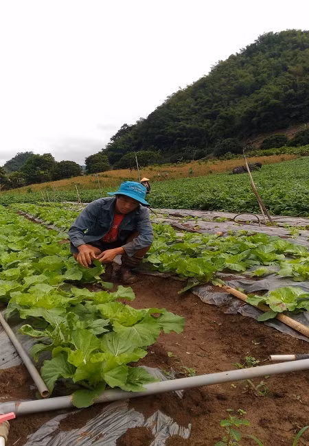 "Hot boy" lam vuon rau 200 trieu xanh den "phat hon"