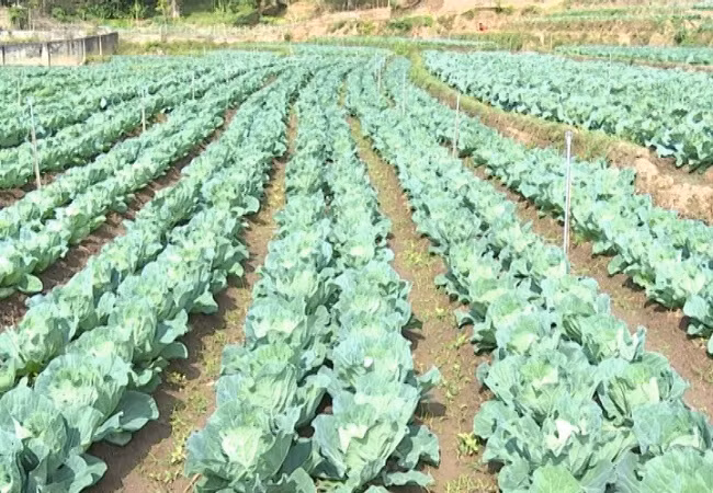 "Hot boy" lam vuon rau 200 trieu xanh den "phat hon"-Hinh-2