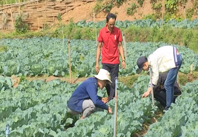 "Hot boy" lam vuon rau 200 trieu xanh den "phat hon"-Hinh-4