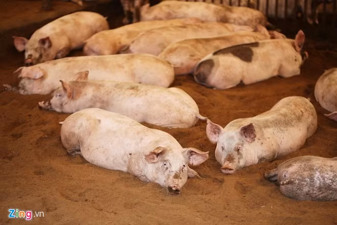 Việc cải tạo và phun chế phẩm vi sinh cho đệm lót sinh học định kỳ hàng tuần giúp nền được tơi xốp và xử lý triệt để các chất thải (bao gồm cả chất thải lỏng, rắn &amp; khí) của vật nuôi. Nền vừa là nơi vi sinh vật phát triển vừa là nơi thẩm thấu, phân hủy hết các chất thải của lợn.